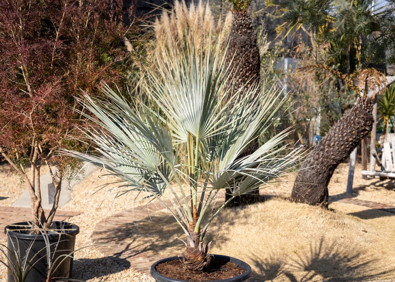 ブラヘア アルマータ | mana's farm:塊根植物・アガベ・ドライガーデン