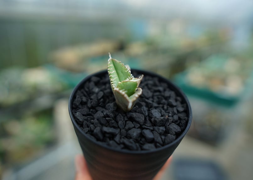 アガベ チタノタ 追星 agave titanota cok | mana's farm:塊根