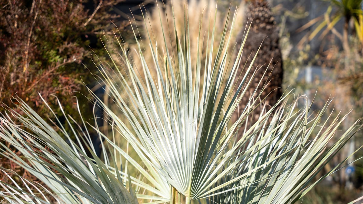 ブラヘア アルマータ | mana's farm:塊根植物・アガベ・ドライガーデン