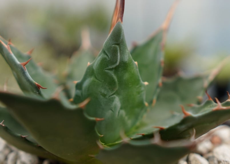 アガベ モンタナ | mana's farm:塊根植物・アガベ・ドライガーデン植物