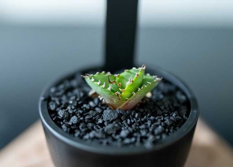 アガベ オテロイ 沖縄実生株 | mana's farm:塊根植物・アガベ・ドライ