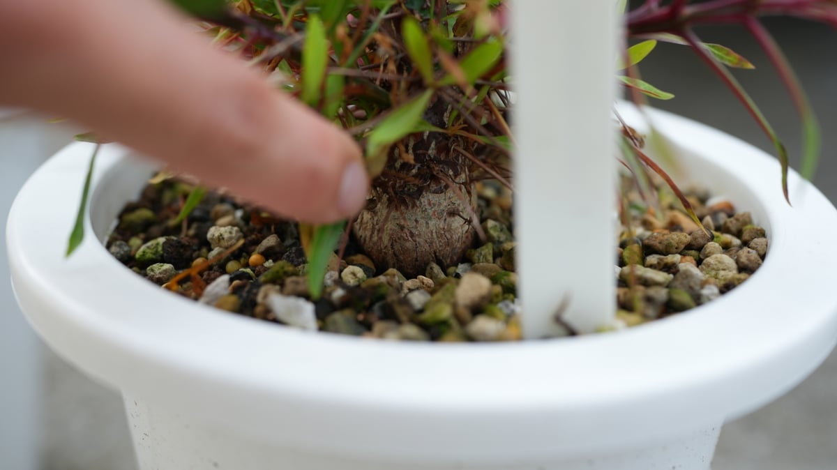 フォークイエリア プルプシー | mana's farm:塊根植物・アガベ・ドライ