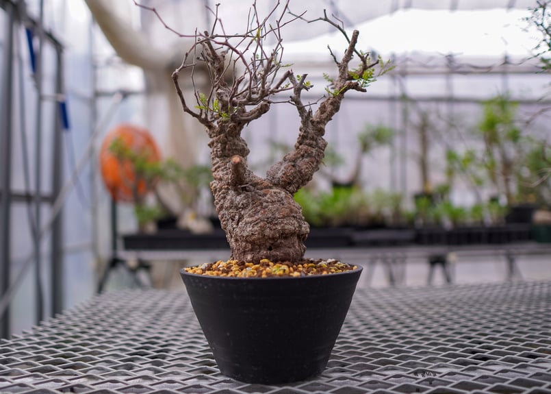 オペルクリカリア パキプス | mana's farm:塊根植物・アガベ・ドライ