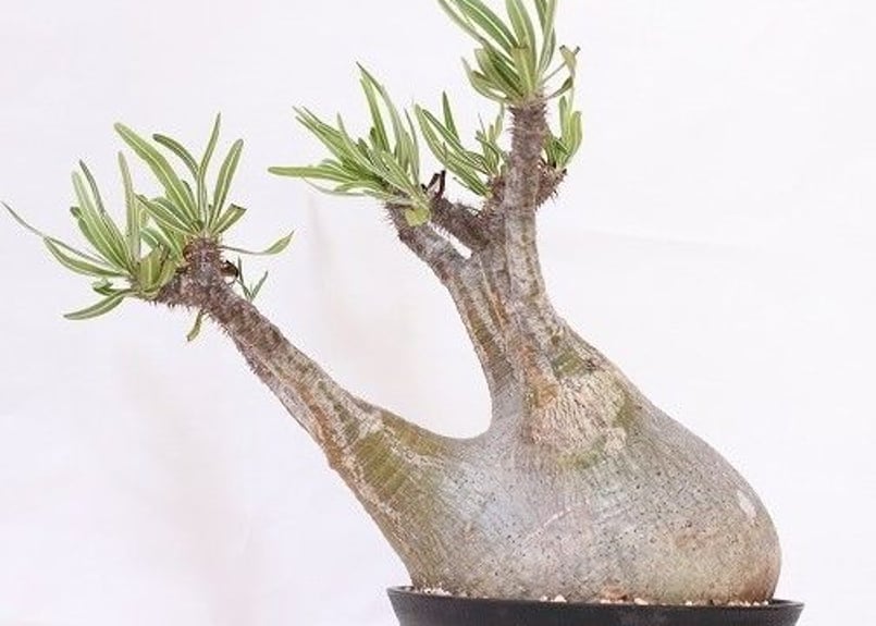 Pachypodium Gracilius パキポディウム グラキリス 未発根 no.1