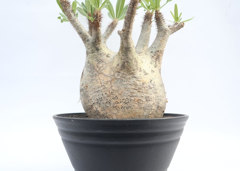 パキポディウム グラキリス no.13 | mana's farm:塊根植物・アガベ