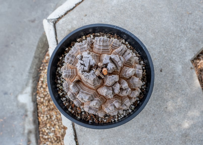 長谷川園芸産】亀甲竜 Dioscorea elephantipes 6寸 | mana's