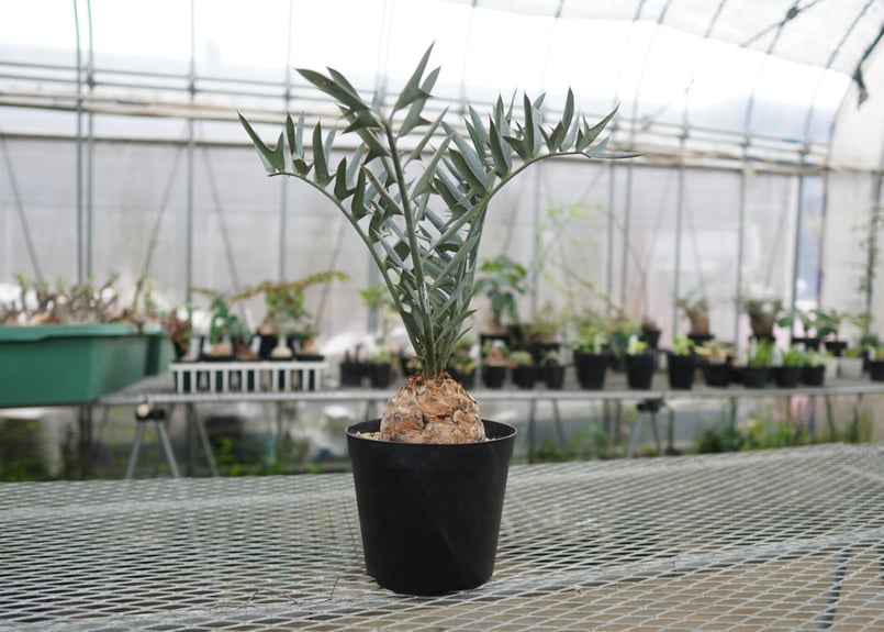 エンセファラルトス ホリダス Encephalartos horridus NO.4 |