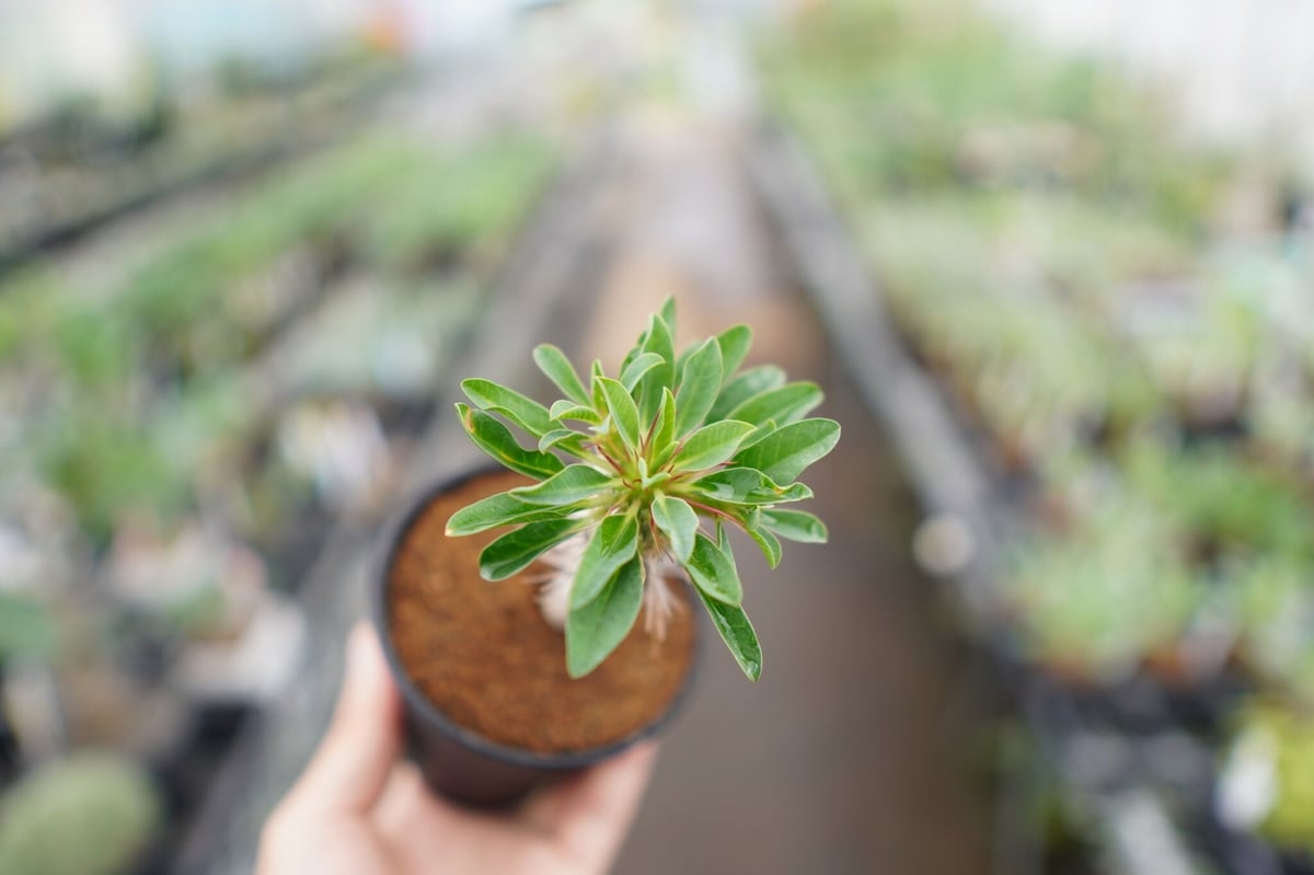 良型！】ユーフォルビア ギラウミニアナ 実生【2】 | mana's farm