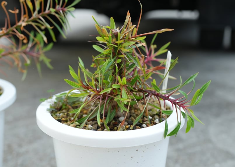 フォークイエリア プルプシー | mana's farm:塊根植物・アガベ・ドライ