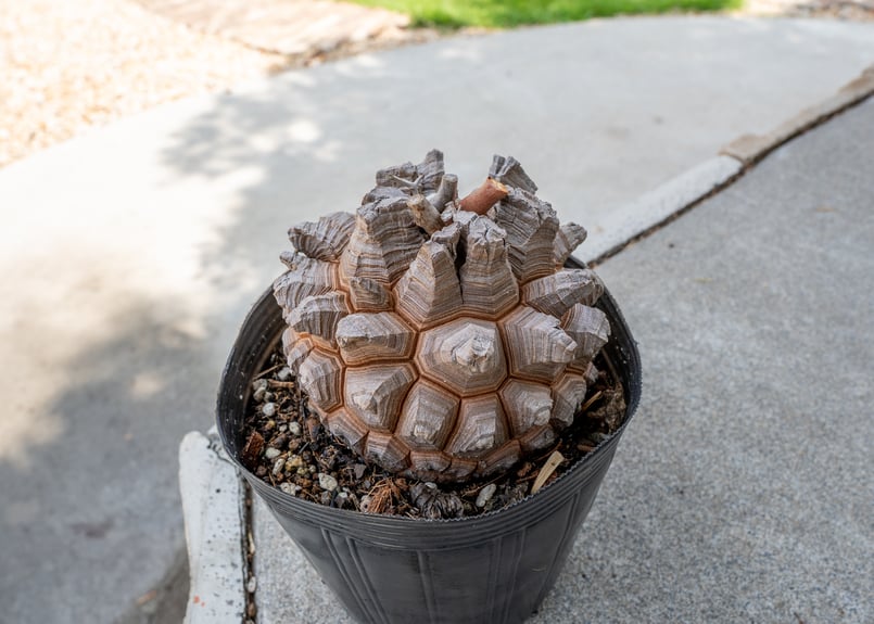 長谷川園芸産】亀甲竜 Dioscorea elephantipes 5寸 | mana's