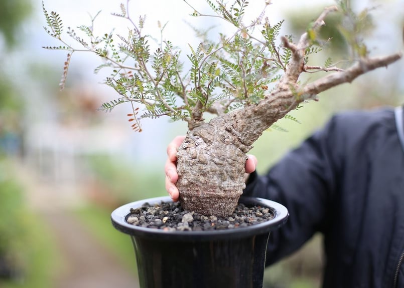 オペルクリカリア パキプス | mana's farm:塊根植物・アガベ・ドライ