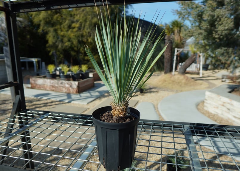 ユッカ ロストラータ No.4 | mana's farm:塊根植物・アガベ・ドライ