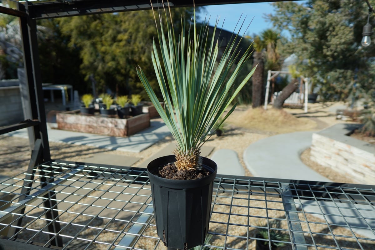 Yucca ユッカ グロリオサ ライジングサン 極上縞斑 本物 レア株 Yucca