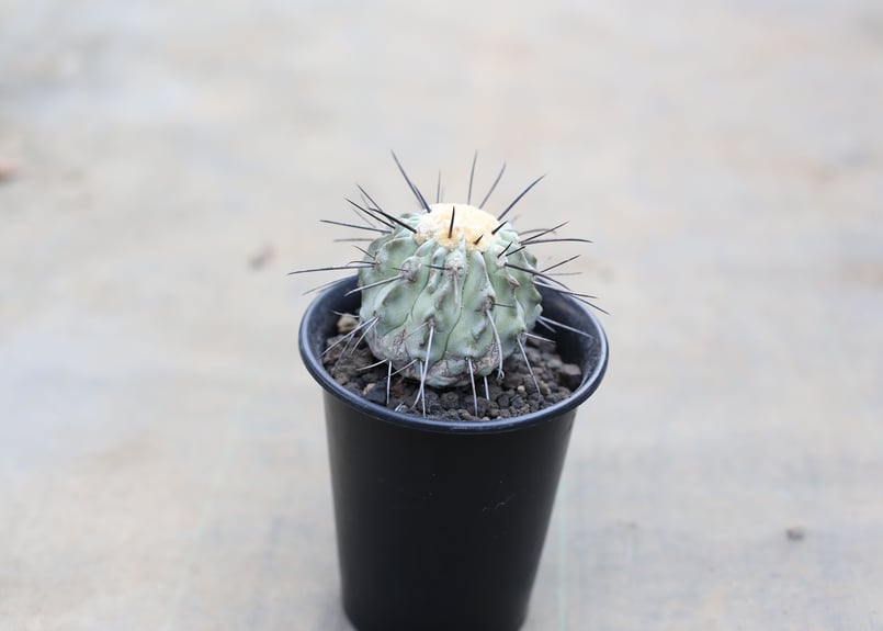 コピアポア デアルバータ 黒士冠 | mana's farm:塊根植物・アガベ