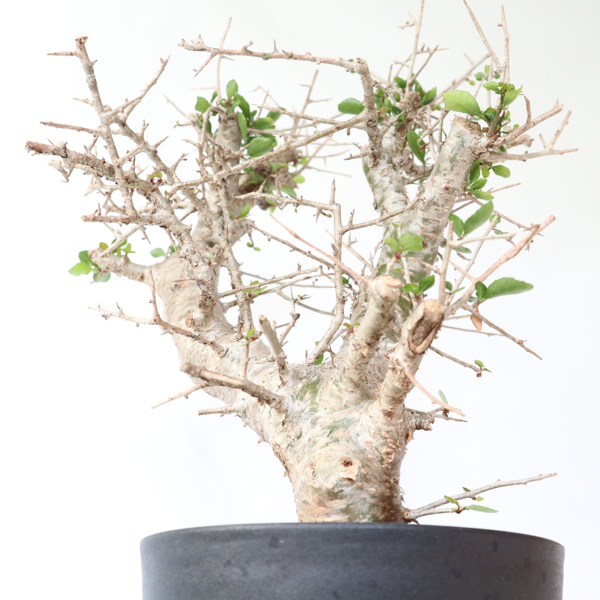 コミフォラ・シンプリキフォリア | mana's farm:塊根植物・アガベ