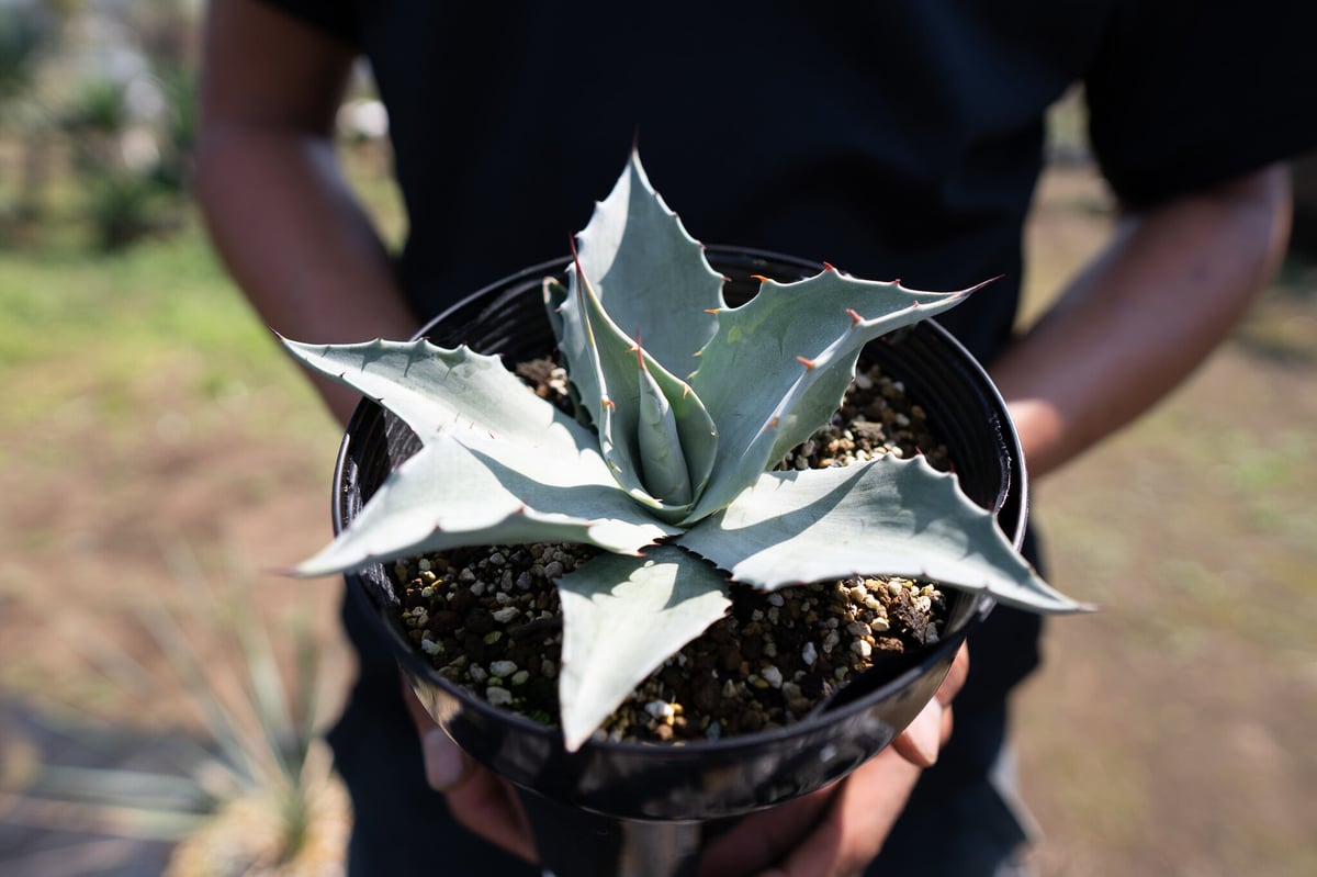 Agave ovatifolia 'Frosty Blue' | mana's farm:塊根