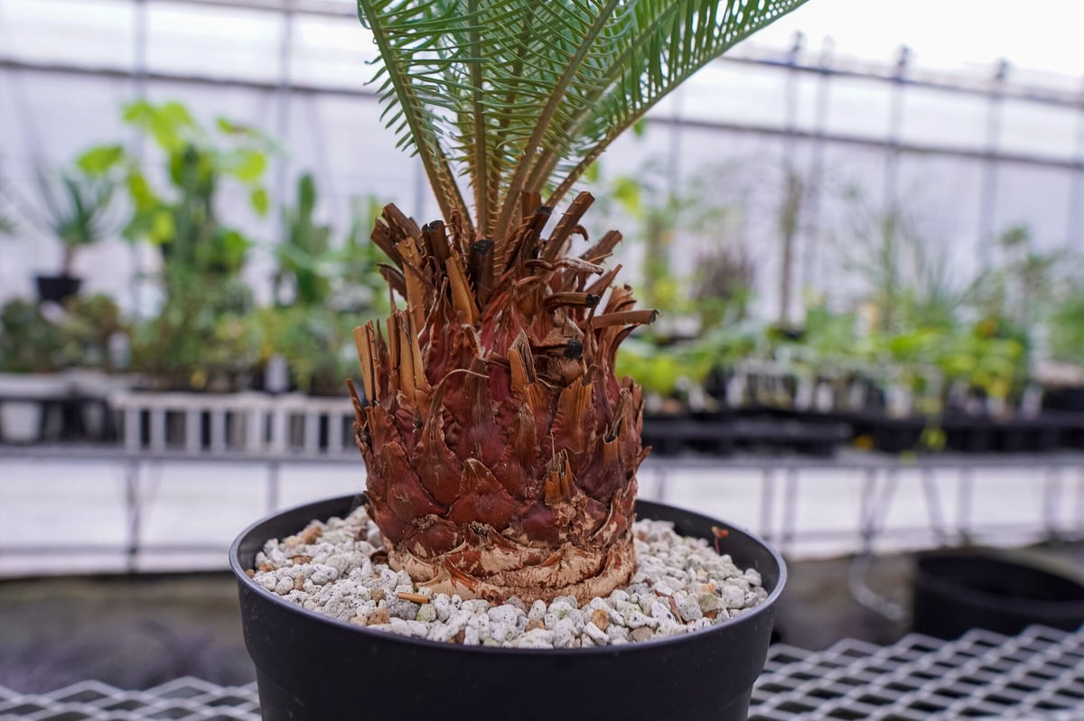 サイカス カイルンシアナ 秋分の日限定価格。 | mana's farm:塊根植物