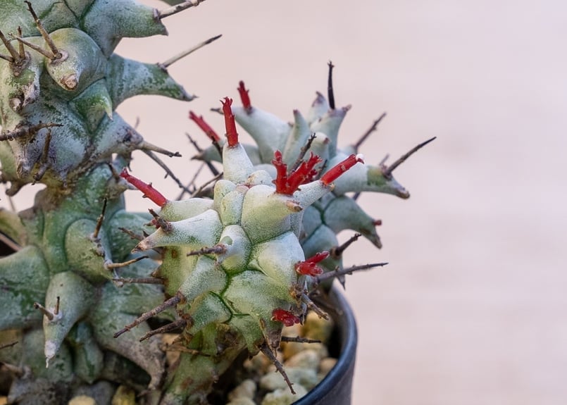 ユーフォルビア ホリダ モンスト | mana's farm:塊根植物・アガベ