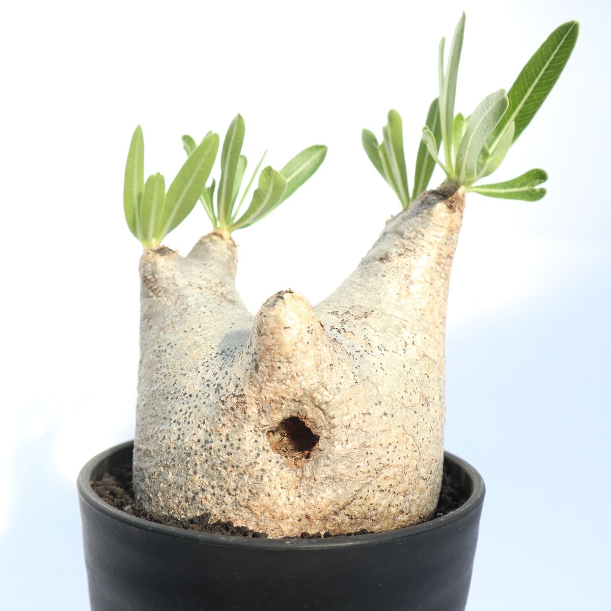 パキポディウム イノピナツム | mana's farm:塊根植物・アガベ・ドライ