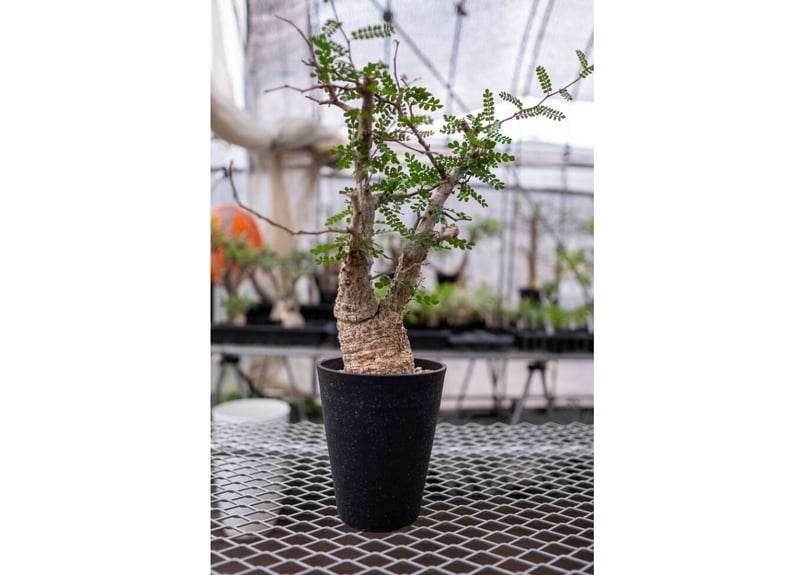 オペルクリカリア パキプス No.2 | mana's farm:塊根植物・アガベ