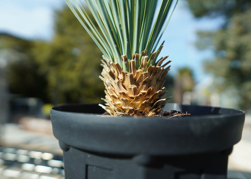 ユッカ ロストラータ No.4 | mana's farm:塊根植物・アガベ・ドライ