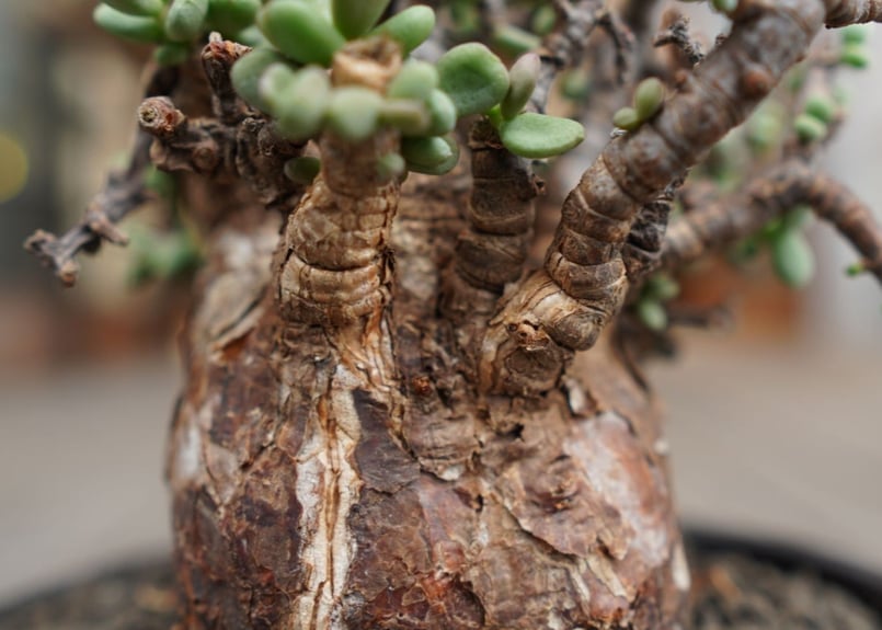 ケラリア ピグマエア Ceraria pygmaea | mana's farm:塊根植