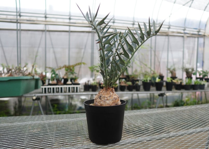 エンセファラルトス ホリダス Encephalartos horridus NO.4 |