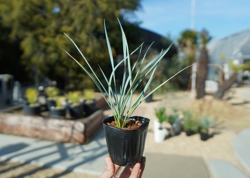 ユッカ ロストラータ No.2 | mana's farm:塊根植物・アガベ・ドライ