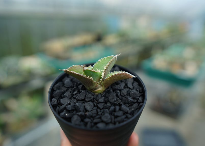 アガベ チタノタ 追星 agave titanota cok | mana's farm:塊根