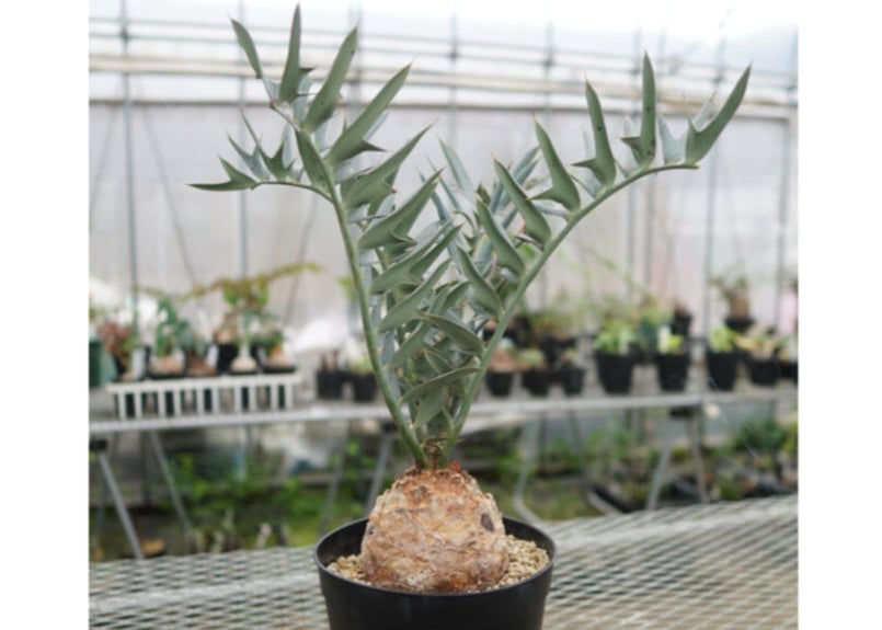 エンセファラルトス ホリダス Encephalartos horridus NO.4 |