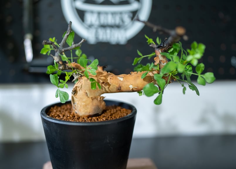 コミフォラ カタフ | mana's farm:塊根植物・アガベ・ドライガーデン