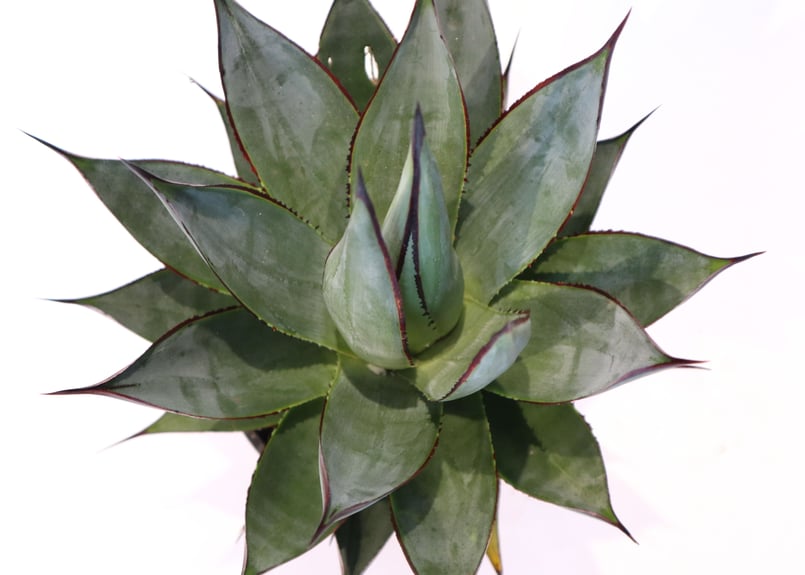 アガベ ブルーグロー | mana's farm:塊根植物・アガベ・ドライガーデン