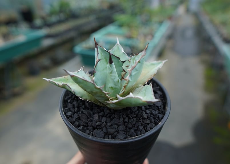 アガベ チタノタ ブルー agave titanota Blue | mana's farm: