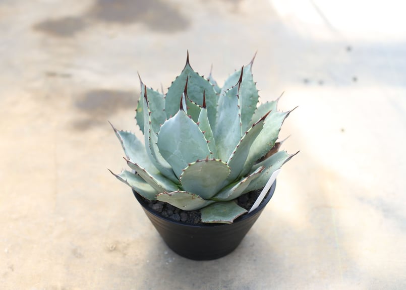 アガベ パリー ハイブリッド ホーチエンシス オバティフォリア 希少