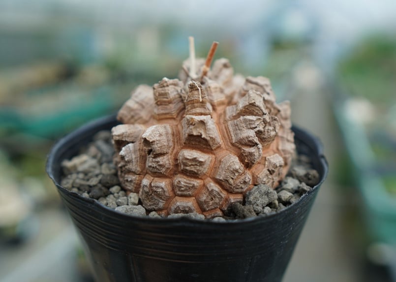 長谷川園芸産】亀甲竜 Dioscorea elephantipes No.3 | mana'