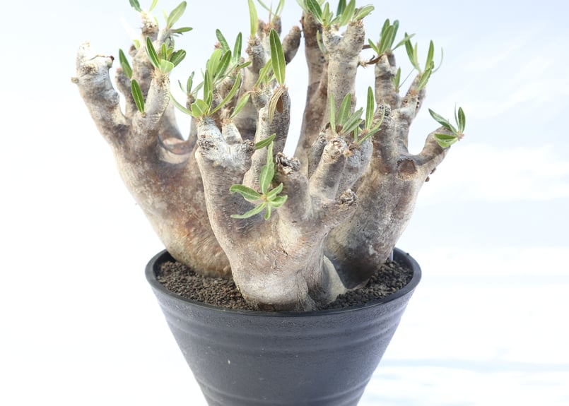 パキポディウム イノピナツム no.4 | mana's farm:塊根植物・アガベ