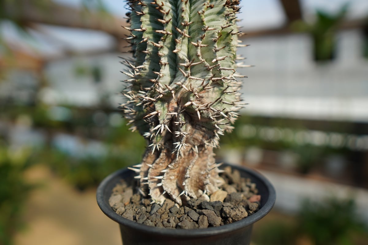 ユーフォルビア ゼブラ ホリダ | mana's farm:塊根植物・アガベ