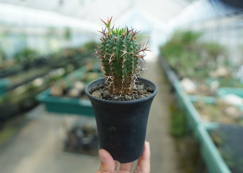 ユーフォルビア 群星冠 Euphorbia stellispina | mana's farm