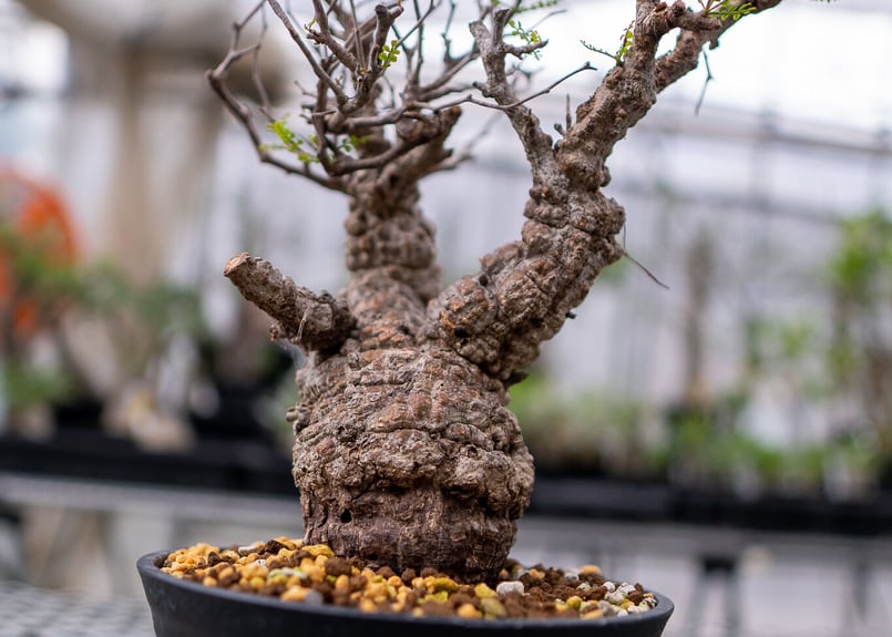 C68 多肉植物 オペルクリカリア・パキプス 5株 オペルクリカリア