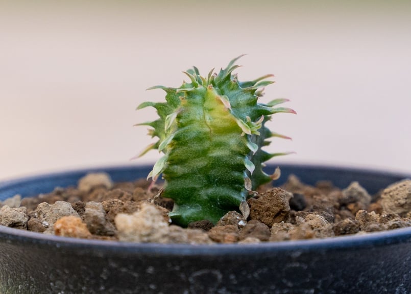 ユーフォルビア ホリダ錦 | mana's farm:塊根植物・アガベ・ドライ