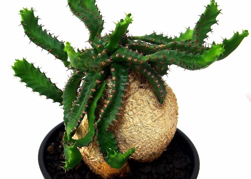 ユーフォルビア ステラータ 飛竜 Euphorbia stellata №2 | mana