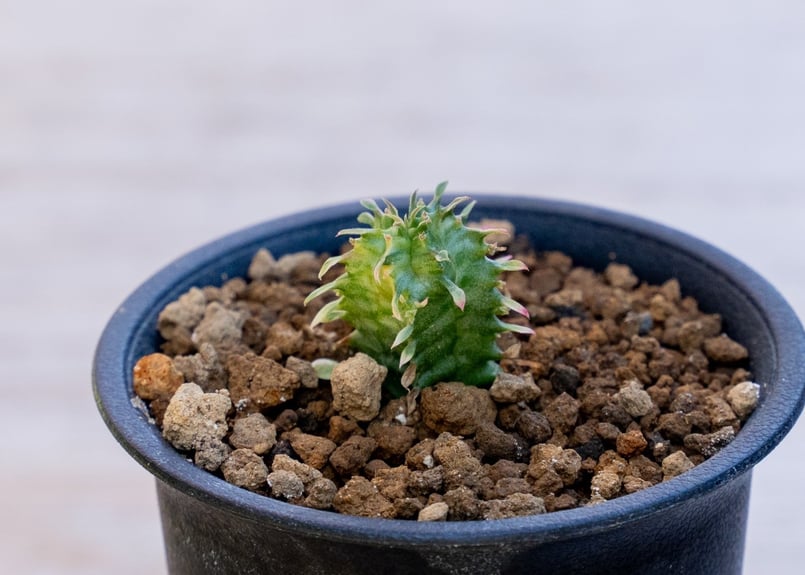 ユーフォルビア ホリダ錦 | mana's farm:塊根植物・アガベ・ドライ