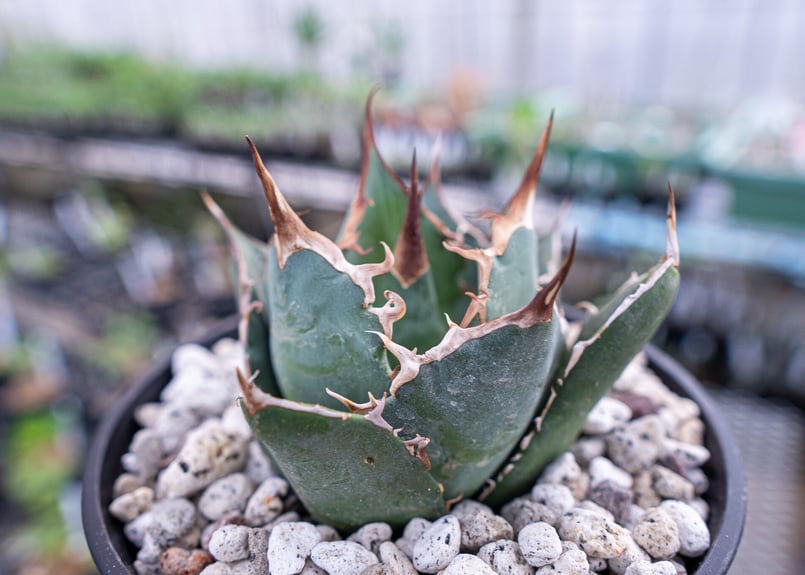 アガベ 白鯨 | mana's farm:塊根植物・アガベ・ドライガーデン植物販売