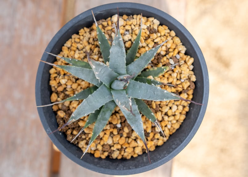 アガベ ネバデンシス 陽炎タイプ | mana's farm:塊根植物・アガベ