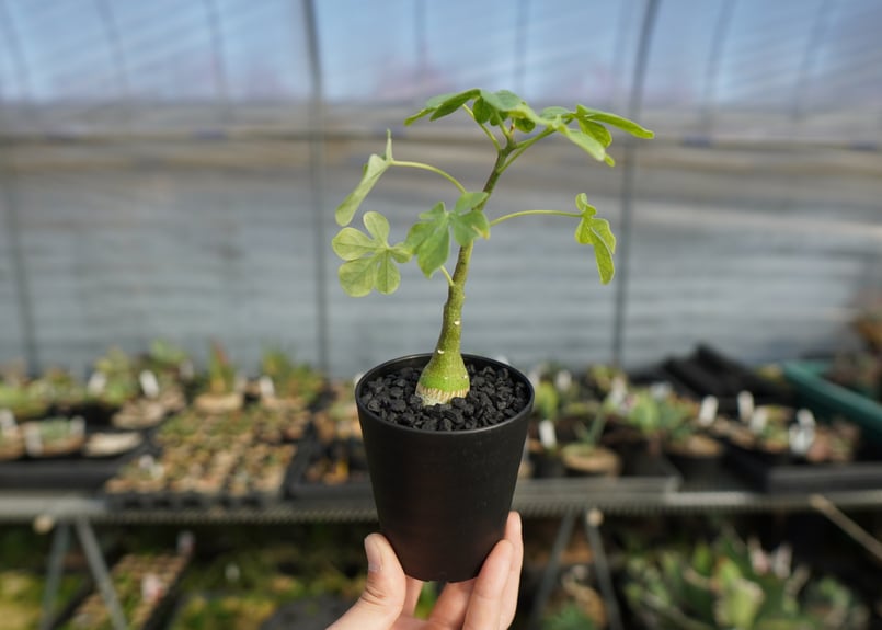 アデニア グラウカ Adenia glauca | mana's farm:塊根植物・アガベ・