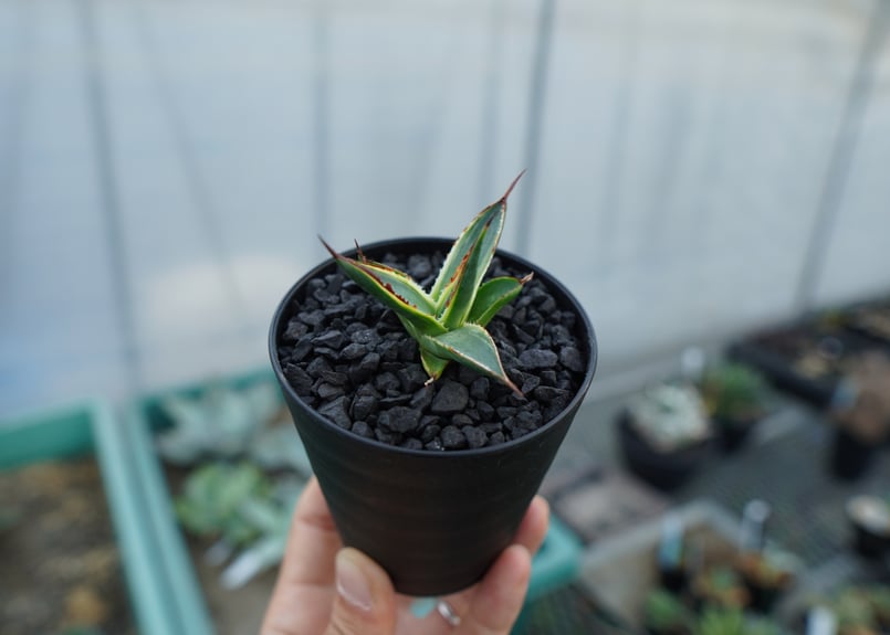 アガベ サングロー Agave Sun Glow | mana's farm:塊根植物・アガ