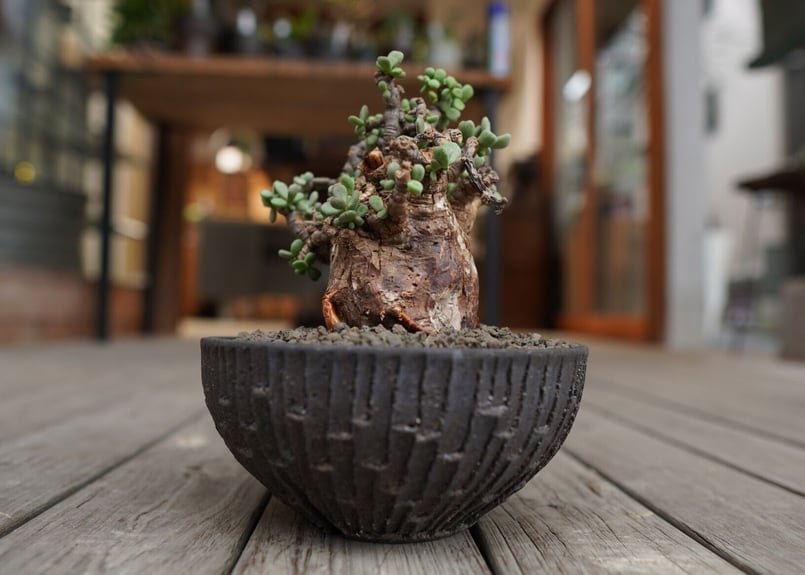 ケラリア ピグマエア Ceraria pygmaea | mana's farm:塊根植