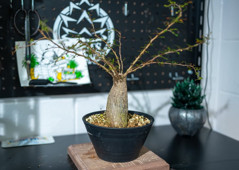 オペルクリカリア デカリー | mana's farm:塊根植物・アガベ・ドライ