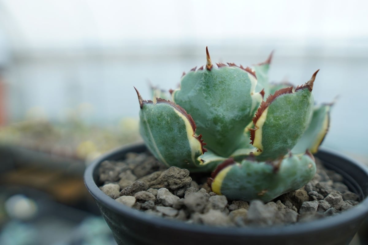 アガベ 兜蟹錦 連棘 Agave isthmensis “Kabutogani” varieg