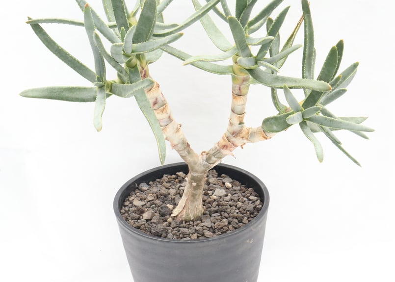 アロエ ラモシシマ | mana's farm:塊根植物・アガベ・ドライガーデン